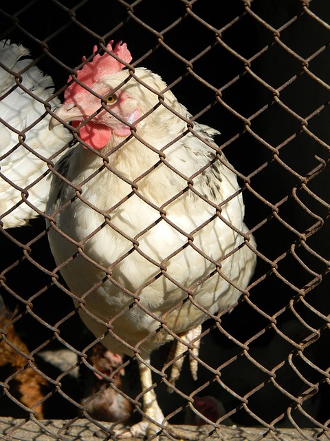 仅仅是皇家 仅仅是皇家